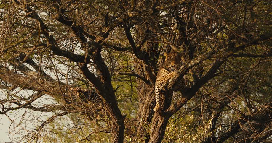 Leopard camouflaged in a tree in the savanna