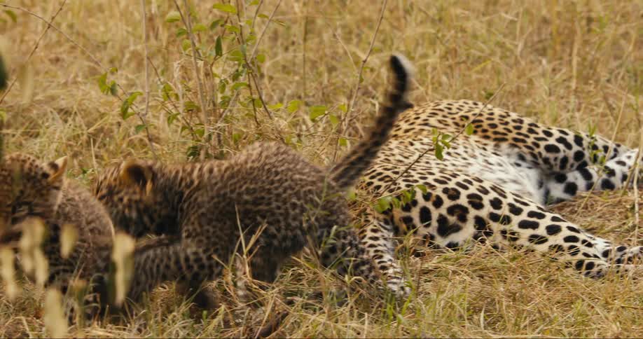 Baby leopards play together