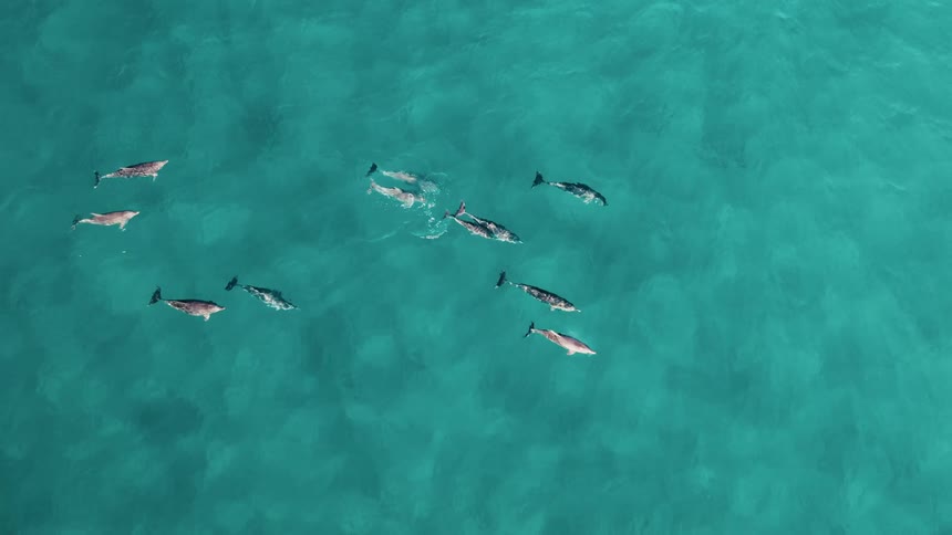 A group of dolphins swim in the water