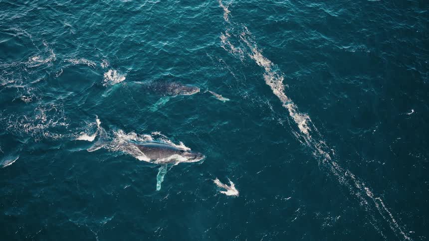 Whales and dolphins swim in the ocean