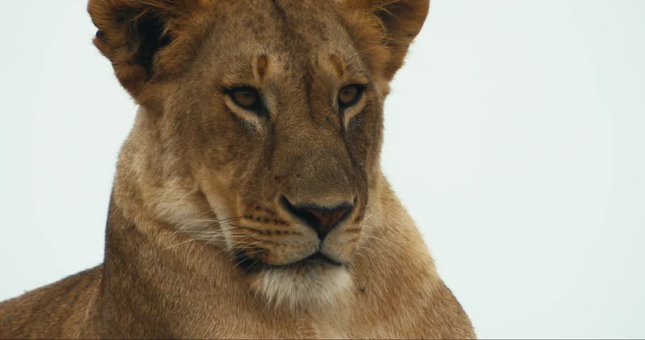 Head of a female lion looking away at a distance