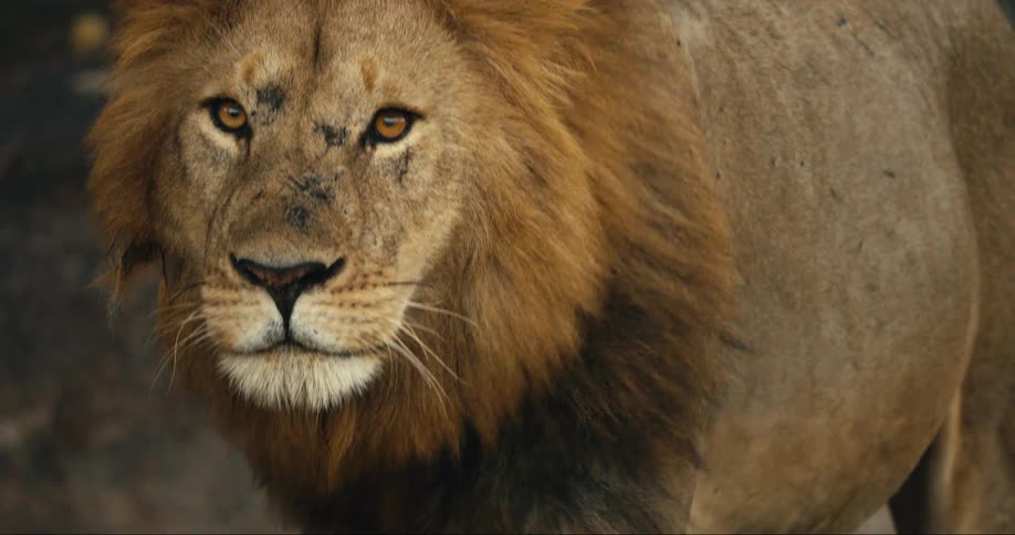 An image of a lion in the jungle