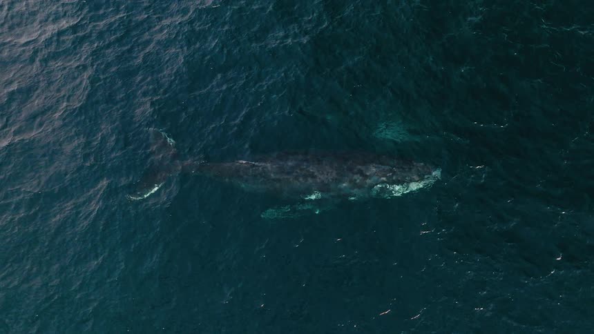 Aerial view of a whale in the ocean