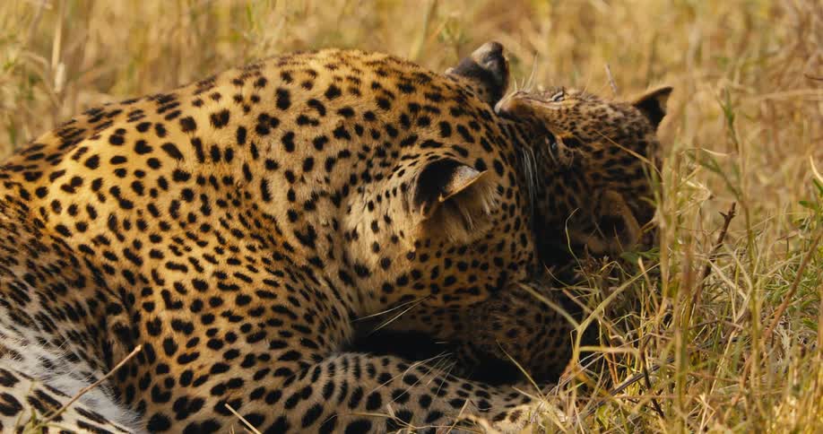 A leopard playing with her cub in tall grass
