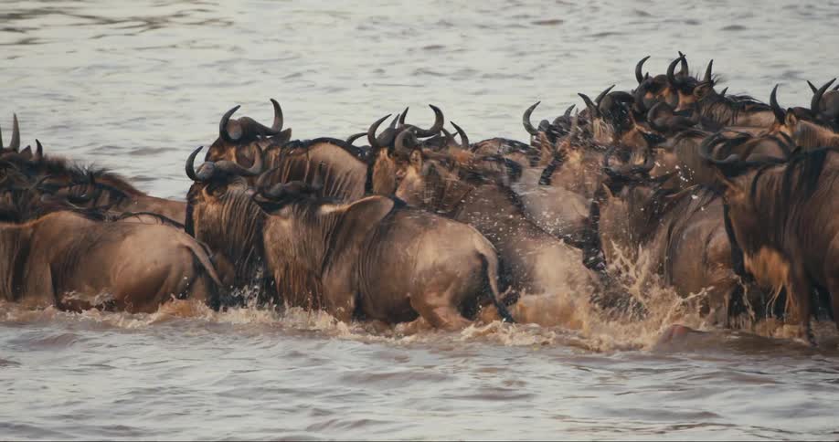 A herd of wildebeests running through muddy water