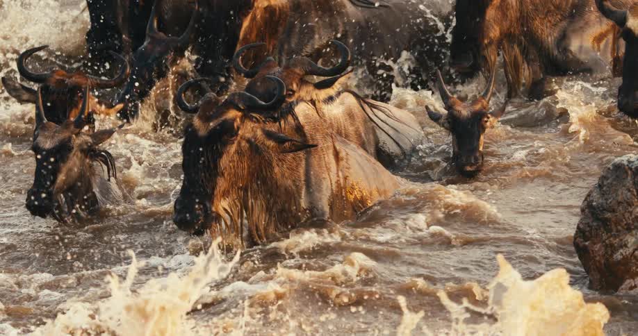 Large group of wildebeest running through the river