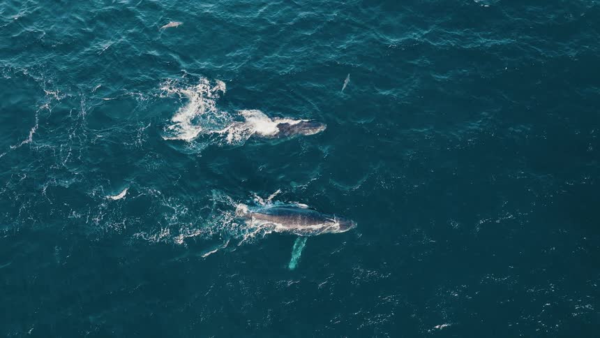 Two whales travel together in the ocean