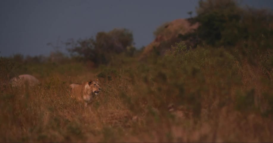 A lioness walks through a grassy field at dusk