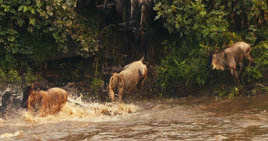 Wildebeest running through river in jungle