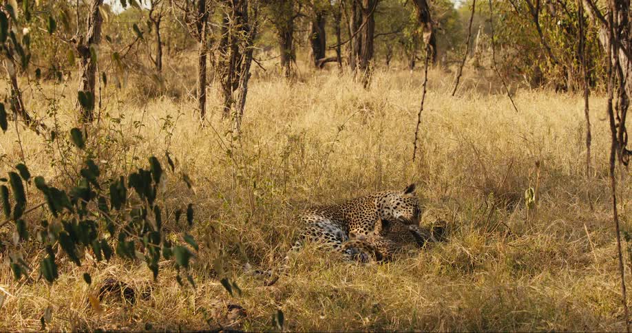 Leopard grooms her playful cubs while lying in a field during the daytime