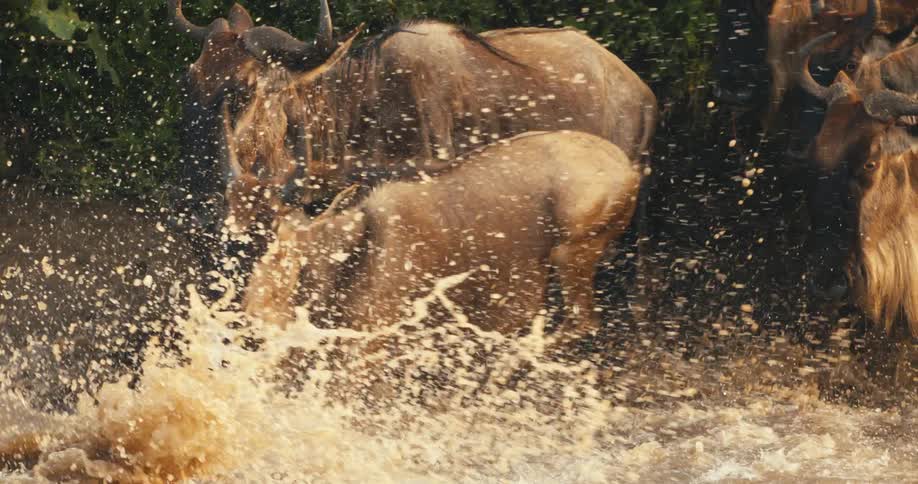A herd of wildebeest are crossing a river jumping into the water