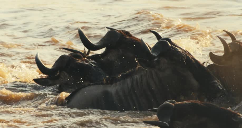 Wildebeest heads crossing a river