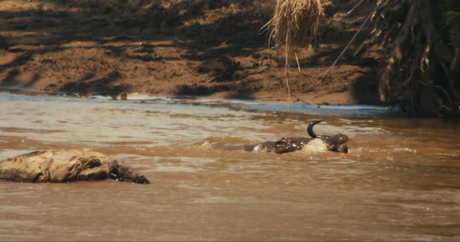 A crocodile attacks a wildebeest as it crosses a river