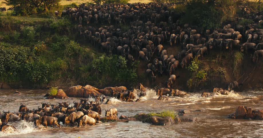 A herd of animals cross the water