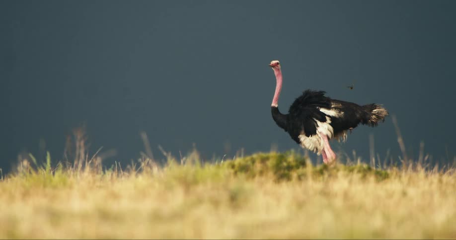 An ostrich stands in a field of tall grass with a dark stormy sky in the background