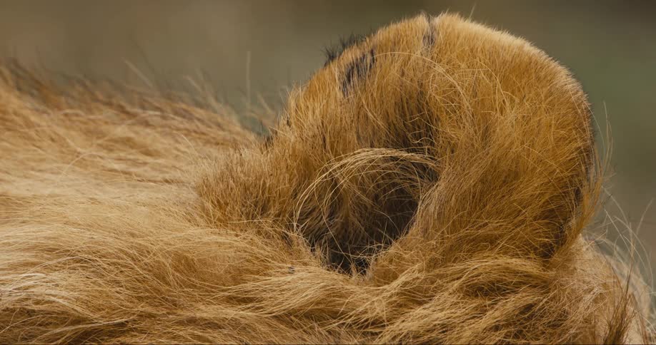 Close up of a lions ear