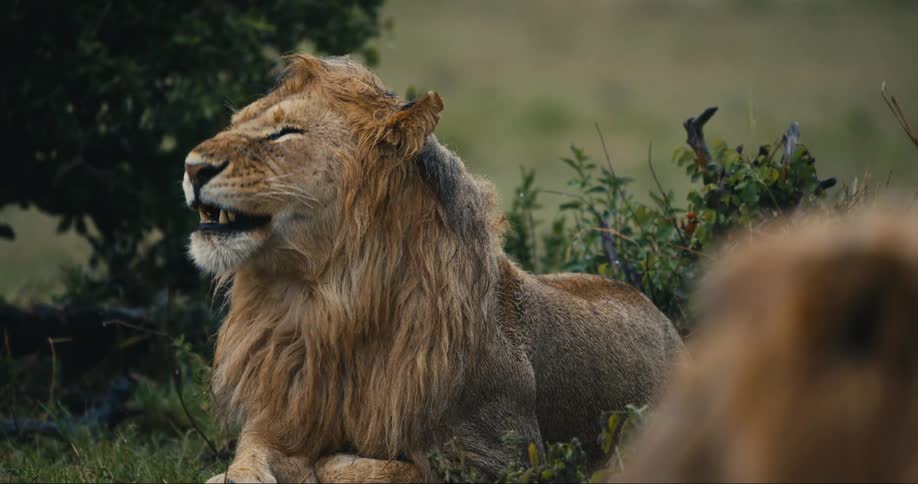 Lion lying down stretching