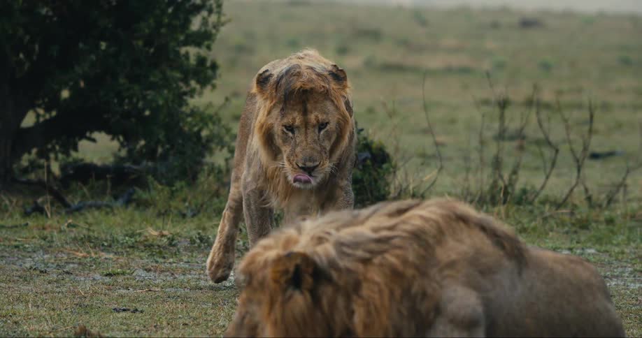 Two lions face each other in a grassy field
