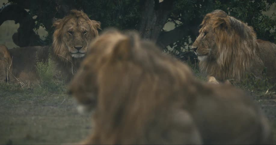 A clip of lions sitting under the rain