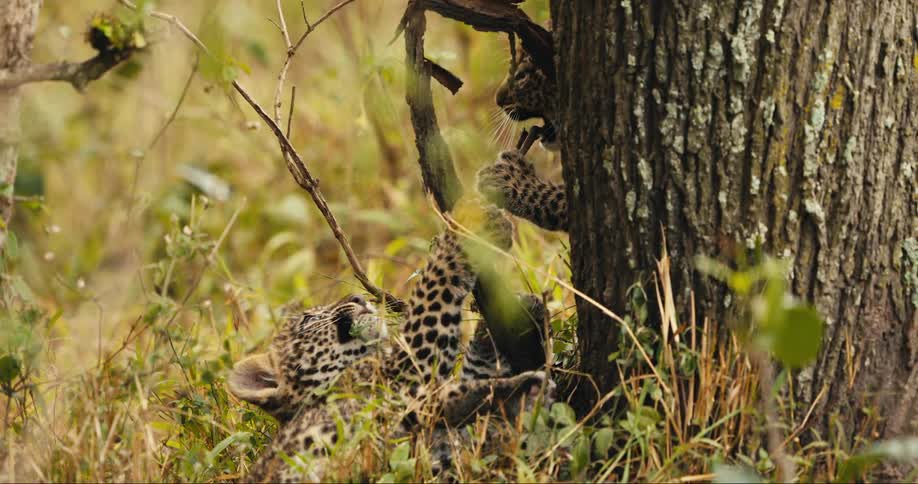 Two jaguar cubs playing in a tree
