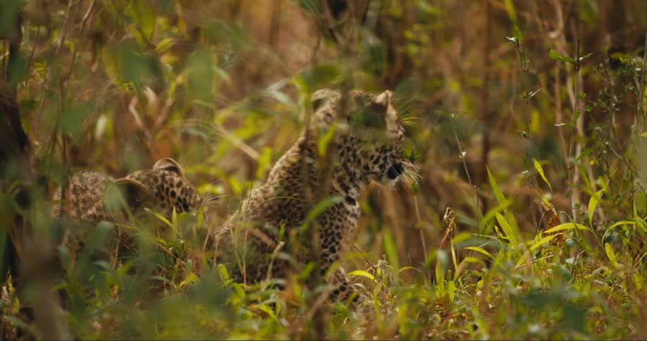 Two young leopards playing through a dense forest