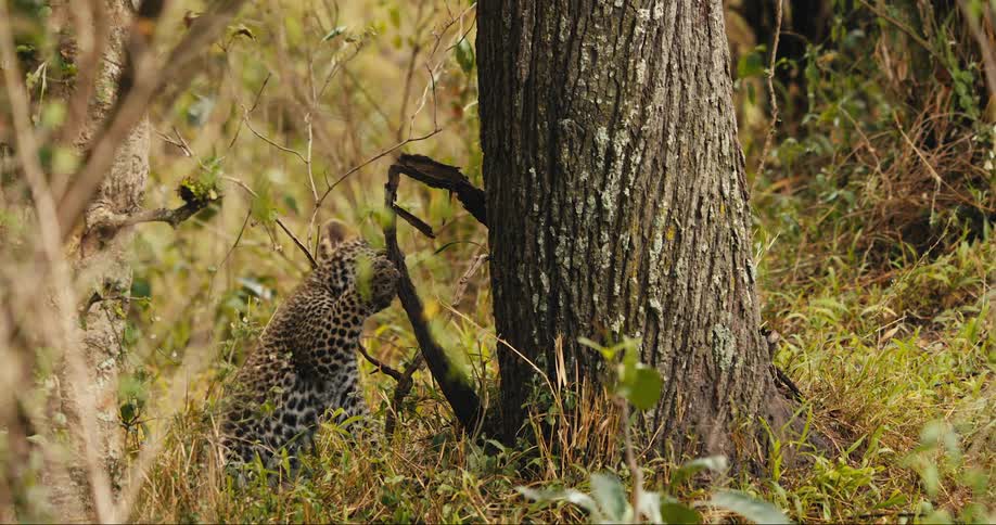 Two leopard cubs playing on a tree trunk