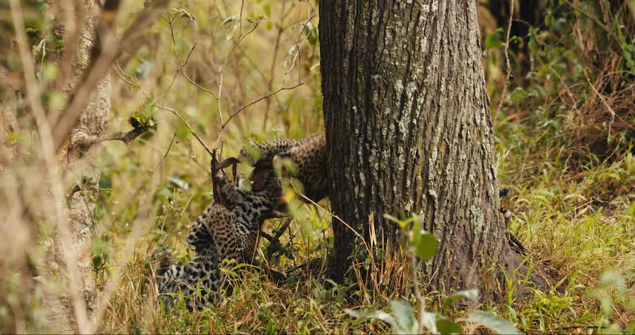 A couple of leopard cubs playing around a tree