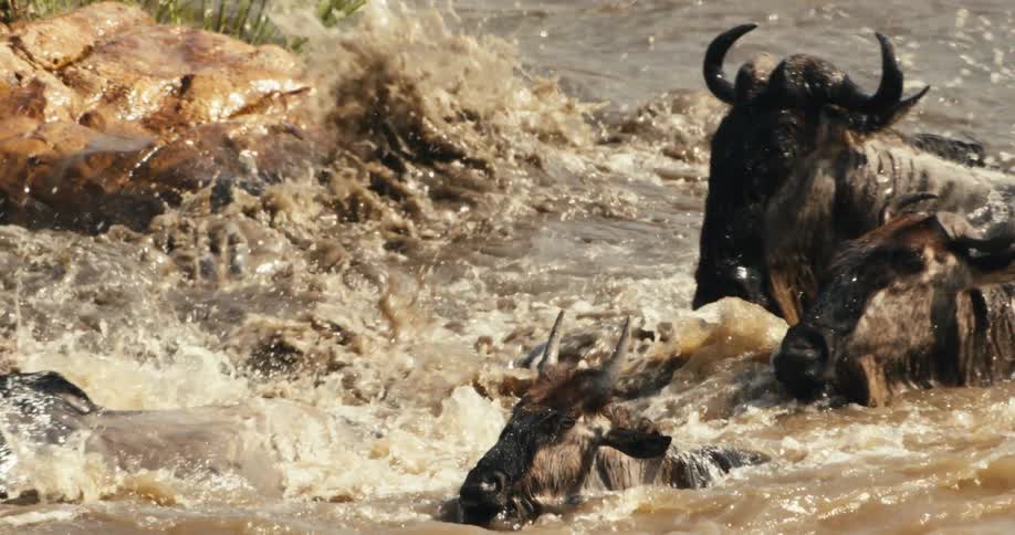 Wildebeest running across a river