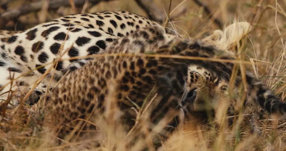 Parent leopard and baby leopard cuddling on the floor outdoors during day time