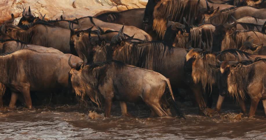 A large herd of wildebeest crossing a river