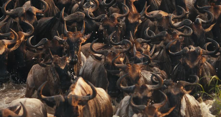 Wildebeests splashing through the water