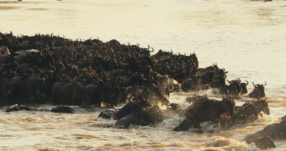 A herd of wildebeest enter the water