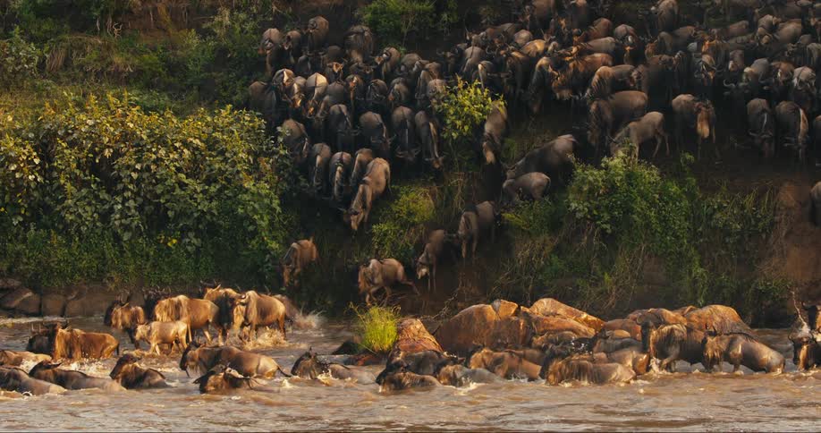 Wildebeest descending a cliff and heading towards the river