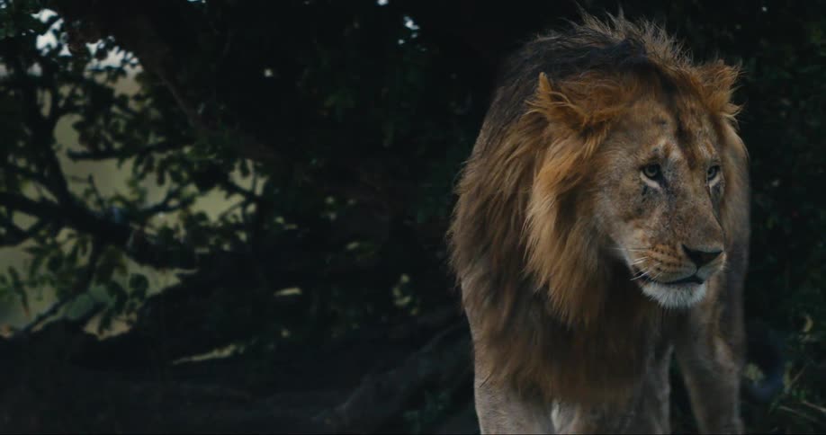 A close up clip of a lion in the jungle