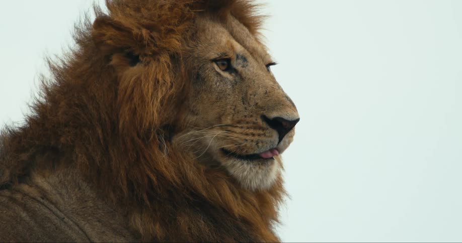 Side view of a lion outdoors