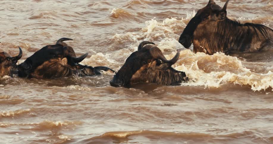 Wildebeest crossing a river