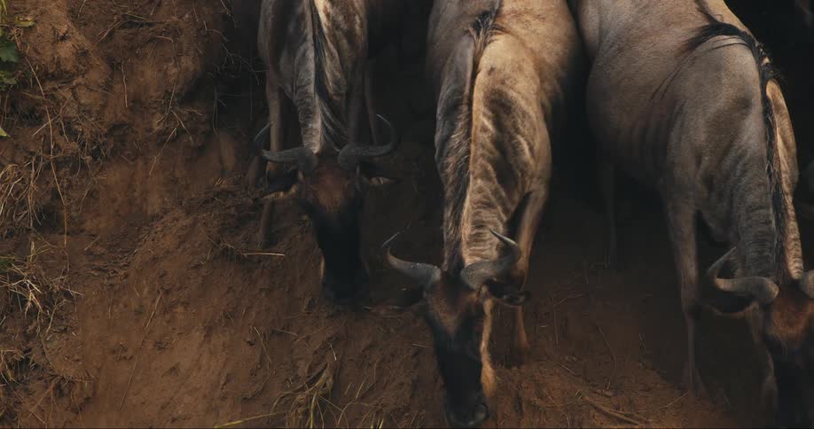 A herd of wildebeests jumping into a river from a dirt slope