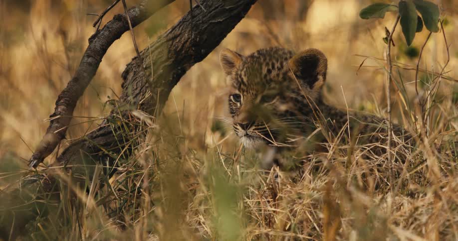 Leopard cub lying camouflaged among dry grass