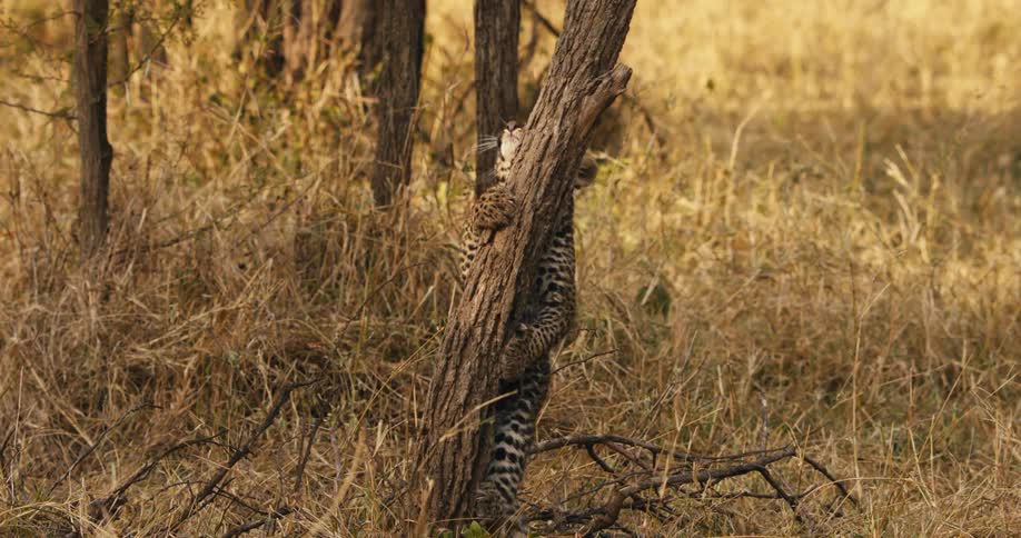 Leopard cub climbing a tree trunk