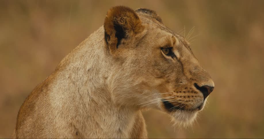A lioness gazes intently into the distance