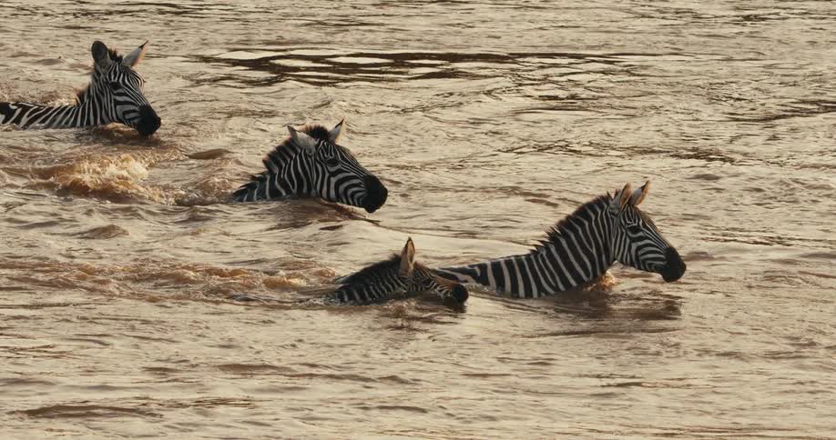 A group of zebras are crossing a river