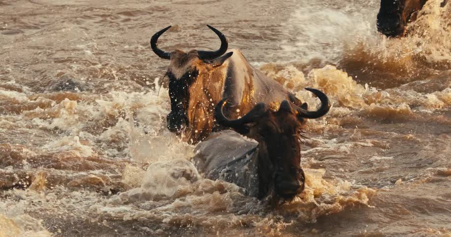 Bison swim in the water