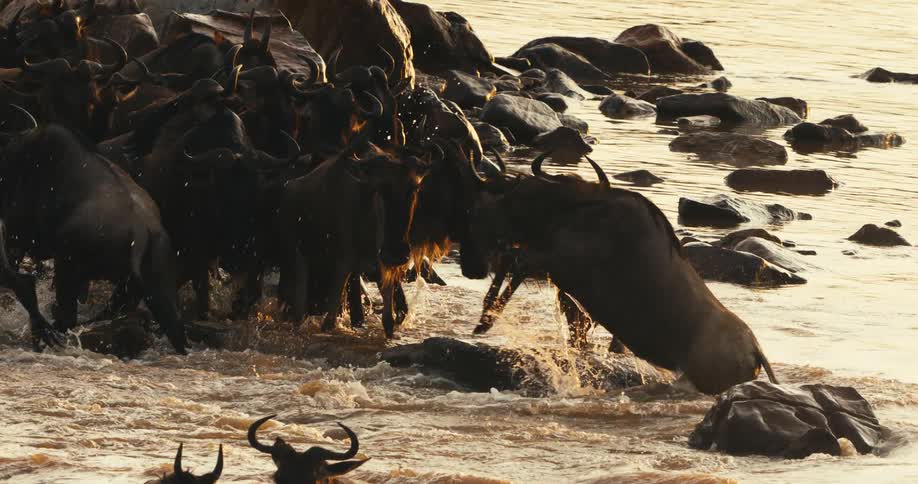 A herd of wildebeest is crossing a river one wildebeest is jumping from a rock into the coast