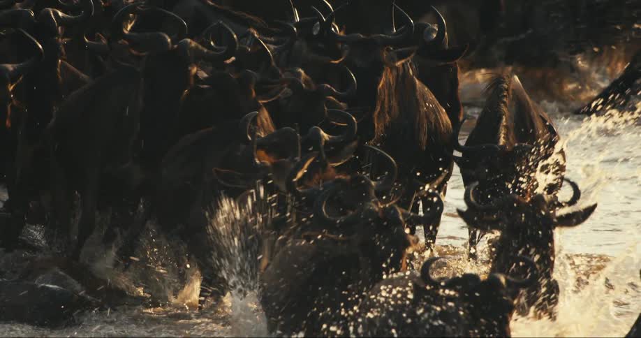 Wildebeests splash water while a large herd fords the river