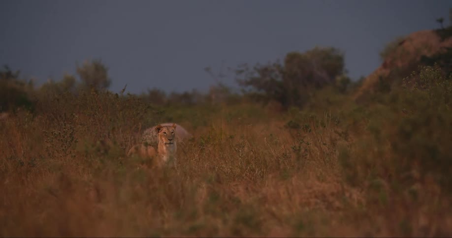 A lioness stalks in the tall grass