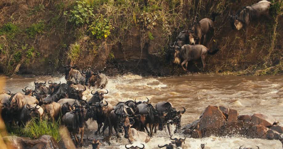Group of wildebeests descending a cliff and crossing a river in the jungle