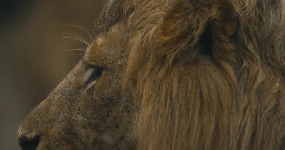 A male lion lies outdoors while it rains