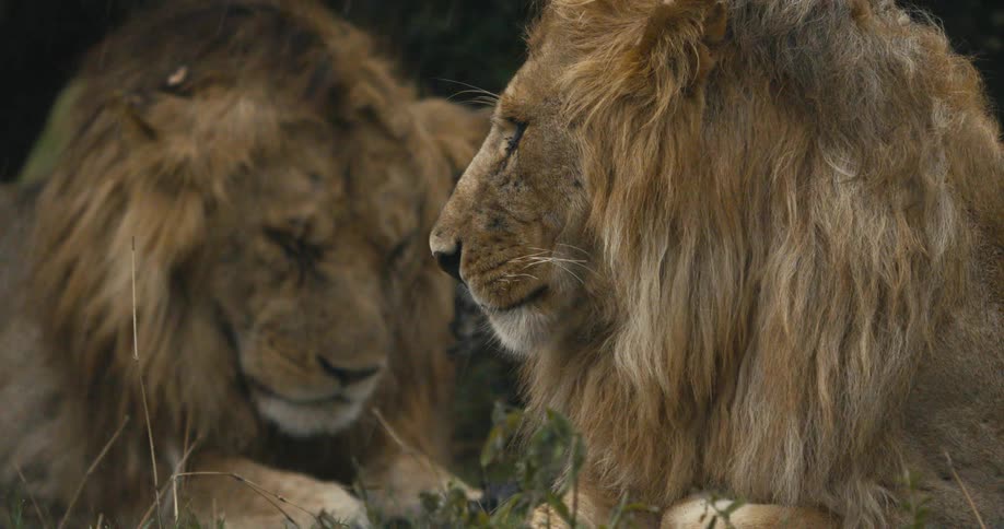 Two lions lying down on a rainy day