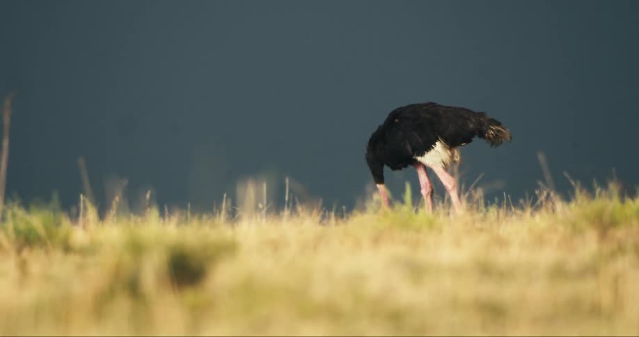 Ostrich walking in an open field