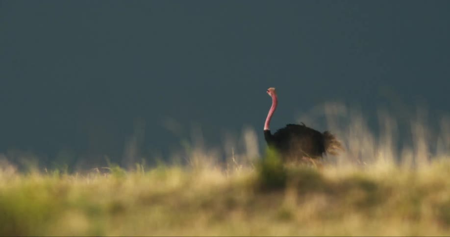 An ostrich walks in a field of tall grass